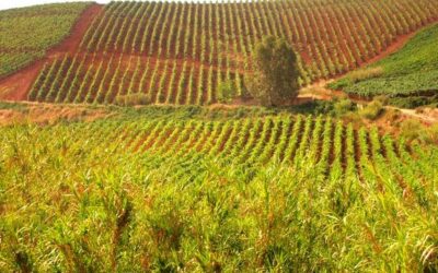 Viatge de 8 dies a la Sicilia “punto com”
